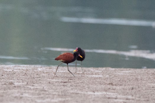 Wattled Jacanas in Cuyabeno Reserve